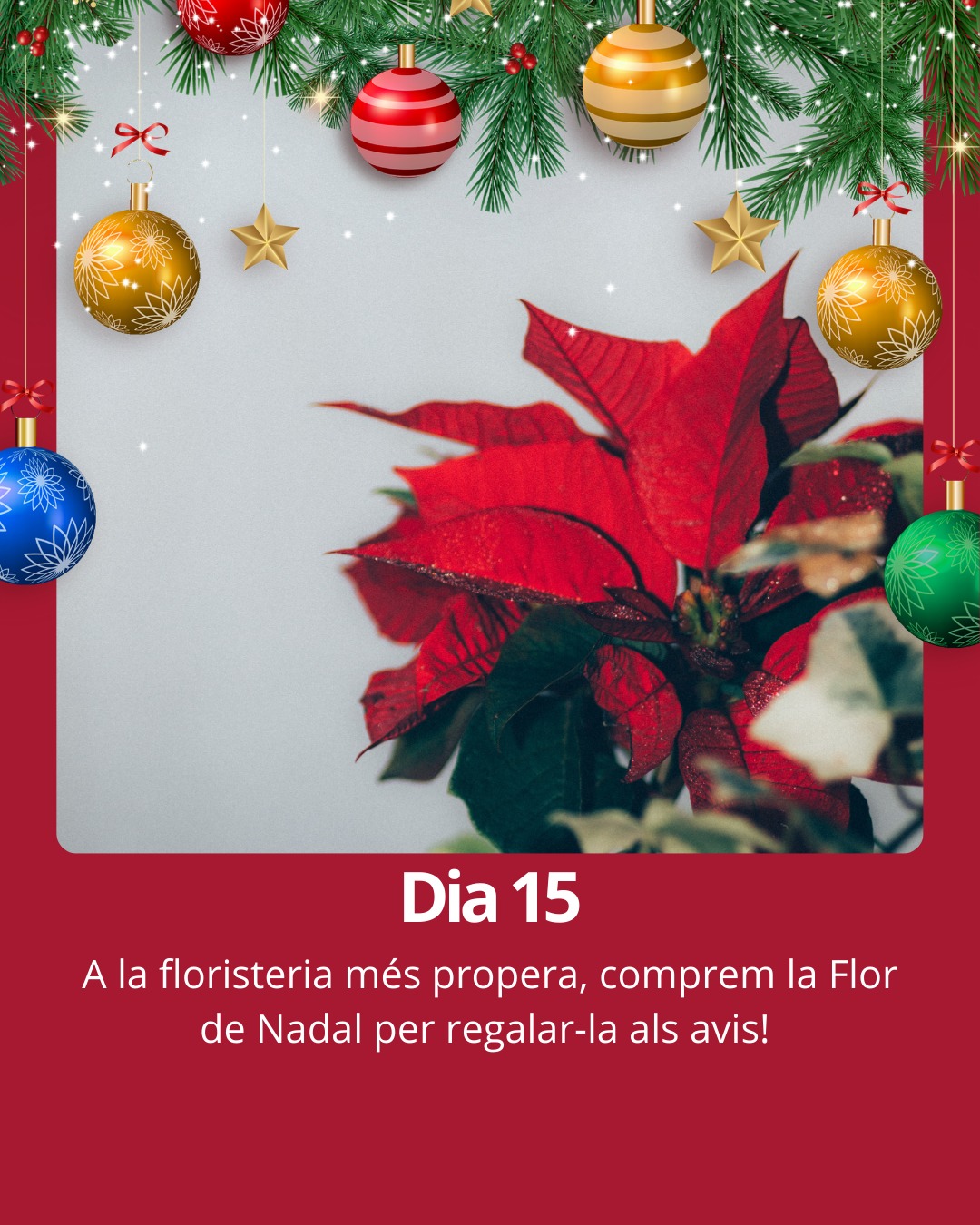 Hi ha tradicions que no poden faltar...

#cornella #Cornellà #cornelladellobregat
#Cornellàdellobregat #baixllobregat
#ajuntamentcornella #queferacornella #nadalacornella
#nadal2025 #calendariadventcornella