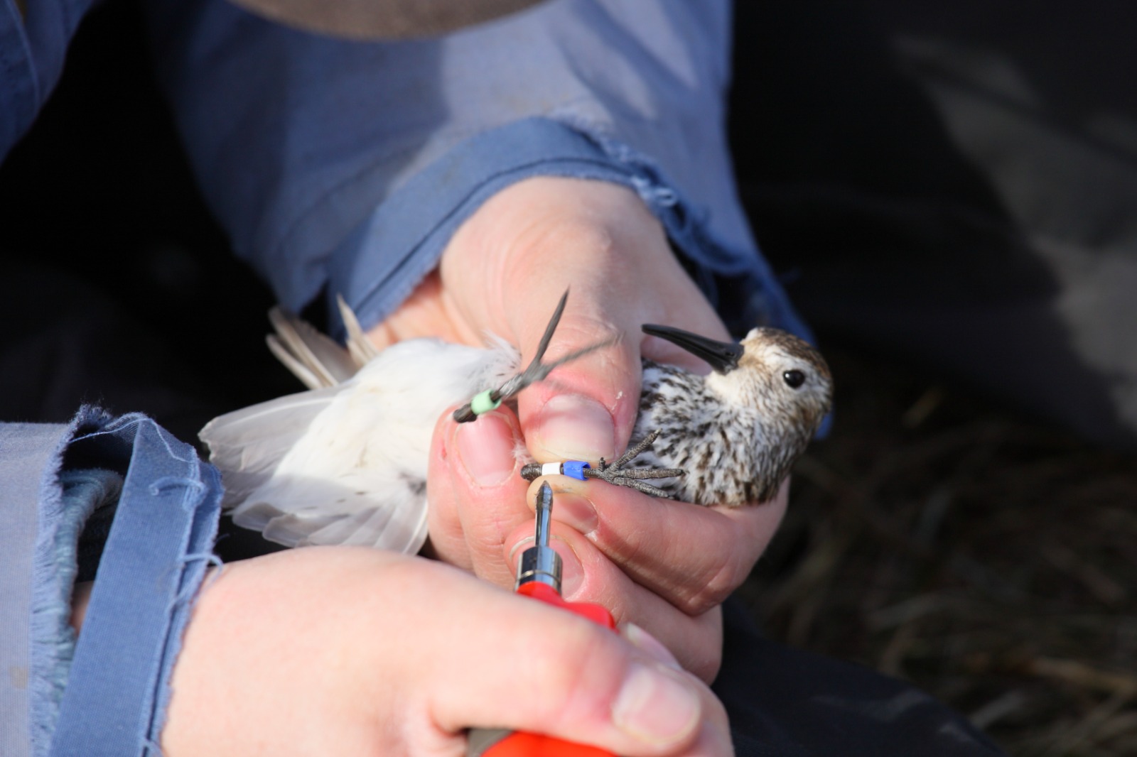 Sabies que al costat de casa tenim un autèntic refugi de biodiversitat? 🌿

El dissabte 21 de febrer tens una cita amb la natura: visita guiada al riu Llobregat i sessió d’anellament científic d’aus a Cornellà.

Una activitat gratuïta, pensada especialment per al públic familiar, per redescobrir l’entorn natural del riu i conèixer de prop les espècies que hi viuen.

🔎 Què és l’anellament d’aus?
És una tècnica científica que consisteix a col·locar una petita anella amb un codi numèric únic a la pota dels ocells. Aquesta pràctica, totalment indolora, permet estudiar migracions, longevitat i altres aspectes de la seva vida.

📅 Dissabte 21 de febrer
🕥 10.30 h
📍 Inici de la passera del riu (carrer de la Verge de Montserrat)
🎟️ Activitat gratuïta amb inscripció prèvia
👉 Inscripcions: https://ajuntament.cornella.cat/inscripcions/

Descobreix en família la riquesa natural del Llobregat. T’hi apuntes? 💚🌊

#NaturaCornellà #RiuLlobregat #activitatsfamiliars