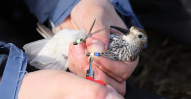 Visita al riu Llobregat i anellament de les aus del voltant a Cornellà de Llobregat.