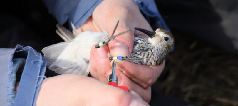 Visita al riu Llobregat i anellament de les aus del voltant a Cornellà de Llobregat.