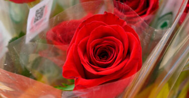 La Jordiada torna al parc de Can Mercader de Cornellà de Llobregat.