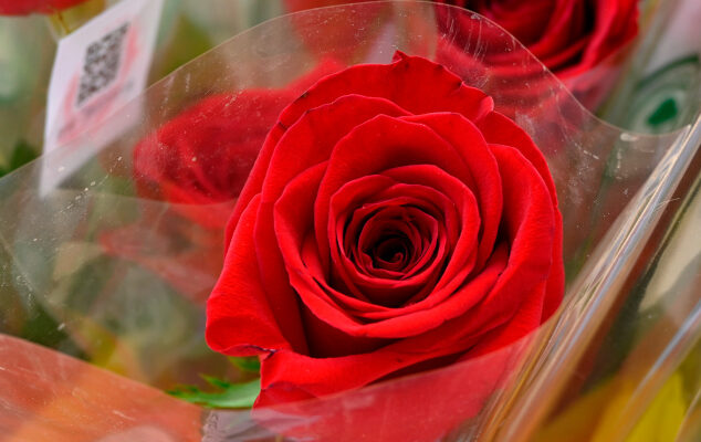 La Jordiada torna al parc de Can Mercader de Cornellà de Llobregat.