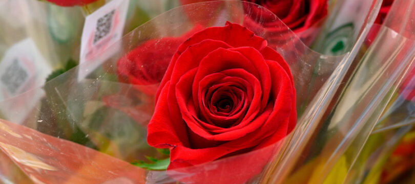 La Jordiada torna al parc de Can Mercader de Cornellà de Llobregat.